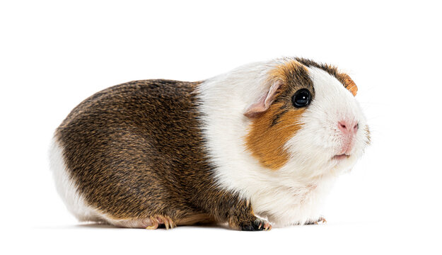 Guinea pig looking right on white background