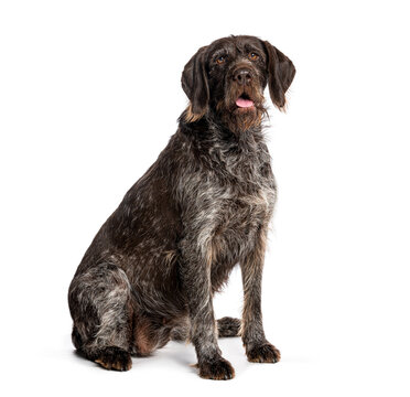 German wirehaired pointer sitting on white background