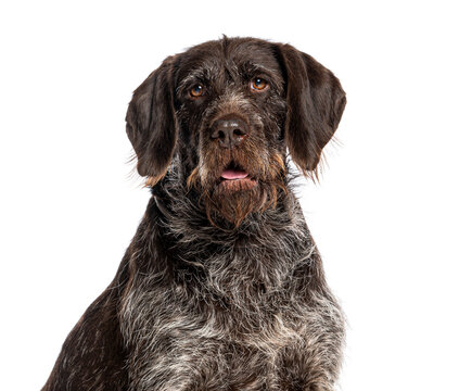 German wirehaired pointer dog looking directly at viewer