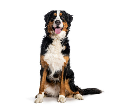 Bernese mountain dog sitting on white background looking