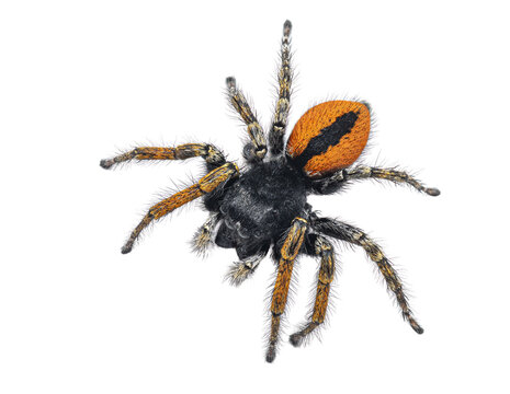 Jumping arachnid philaeus chrysops isolated with transparent background