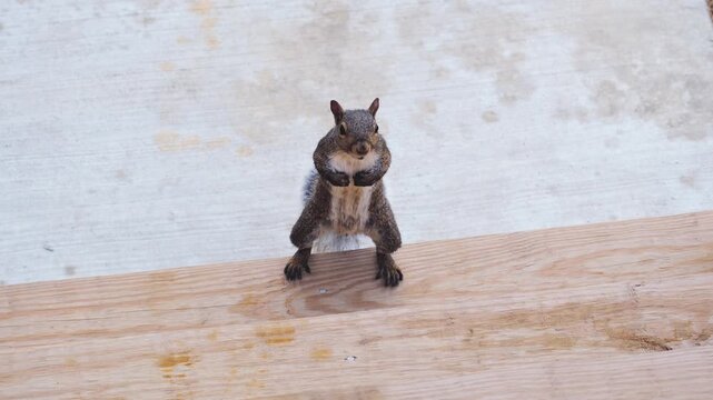 A curious Eastern Gray Squirrel stands upright on a weathered wooden fence rail, paws clasped together, staring directly at the camera.