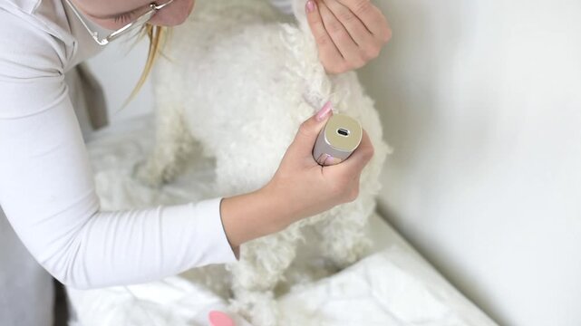 A person holds up the tail of a small white Bichon Frise dog while using electric clippers to trim its fur. The pet stands indoors during the routine grooming procedure.