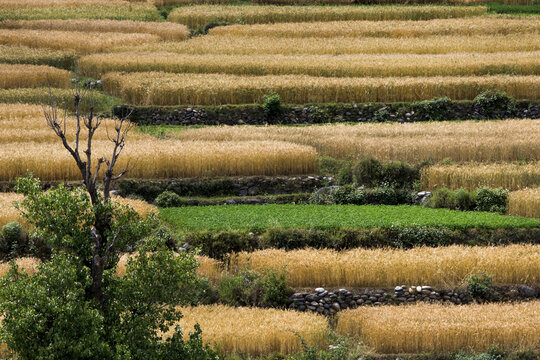 View of terraced wheat fields with golden crops, stone retaining walls, and a tree in the foreground in Lower Dir, Khyber Pakhtunkhwa, Pakistan.