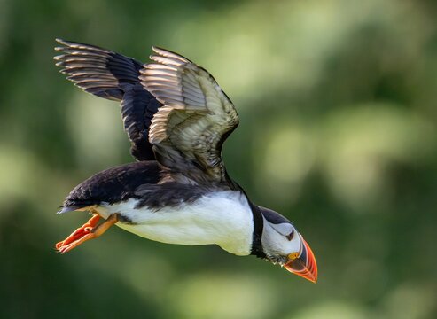 View of an Atlantic Puffin in flight with its wings spread and distinctive orange beak against a blurred green background in Vestmannaeyjabaer, Vestmannaeyjabaer, Iceland.