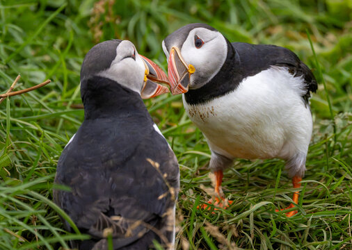 View of two Atlantic puffins interacting in the green grass on Heimaey island, Vestmannaeyjabaer, Vestmannaeyjabaer, Iceland.