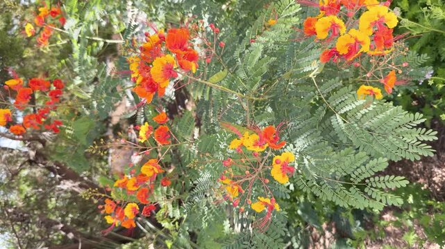 Swaying in gentle wind is the popular flower shown here in Texas is known as Pride of Barbados, Peacock Flower, Red Bird of Paradise and Dwarf Poinciana.