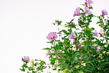 Soft purple hibiscus flowers bloom on lush green branches during a peaceful summer afternoon under a bright sky that creates a calm and natural atmosphere in this garden scene © Lilly