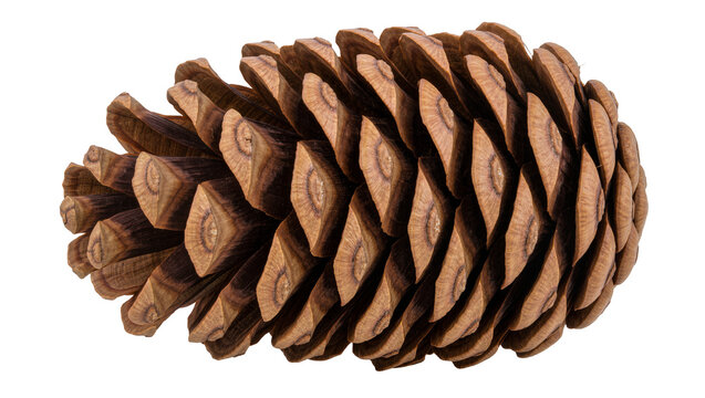 Detailed brown pine cone with layered scales, isolated on transparent background