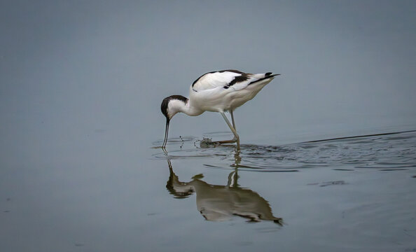 View of a pied avocet wading in calm water with its reflection visible on the surface in Vestmannaeyjabaer, Vestmannaeyjabaer, Iceland.