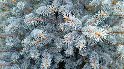 Naklejka premium Blue spruce tree branches with silver blue needles creating a dense evergreen natural background texture, symbolizing resilience, freshness, and the winter season
