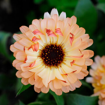 An Overhead, Detailed View of a  Pastel Pink Surprise Calendula Flower in Bloom