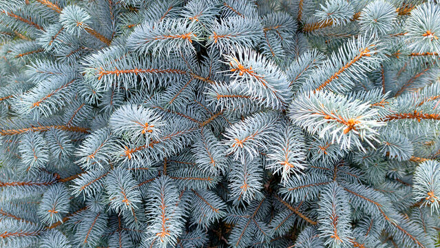 Blue spruce tree branches with silver blue needles creating a dense evergreen natural background texture, symbolizing resilience, freshness, and the winter season