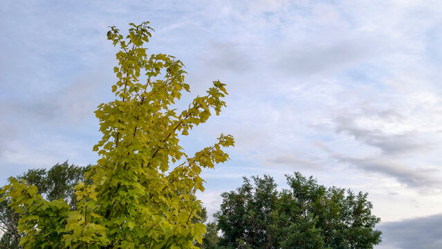 Vibrant green maple tree leaves glowing against a soft cloudy sky, showcasing lush natural foliage and environmental beauty during a warm season outdoors