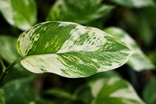 Variegated leaf with white and green pattern on plant, natural foliage detail