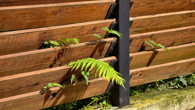 Green fern and various plants growing through gaps in a modern wooden slat fence. Symbolizing resilience. Natural growth