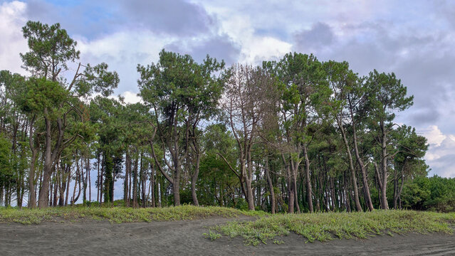 Pine trees standing on black sand dunes with green vegetation, forming a dense forest against a cloudy sky on the black sea coast in georgia