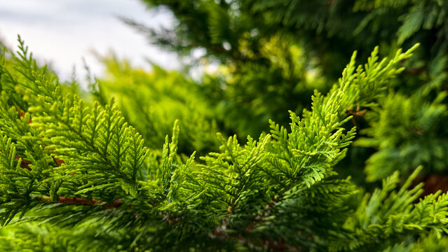 Thuja branch displaying lush green foliage with new growth, illustrating the vitality of nature and environmental well being in a detailed close up view