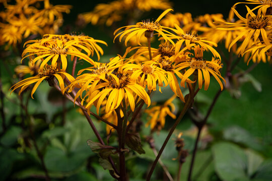 Blooming yellow leopard plant, Ligularia dentata in sumer garden