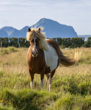 View of a brown and white Icelandic horse standing in a meadow with the Eyjafjallajokull volcano in the background in Eyjafjallajokull, Rangarthing eystra, Iceland.