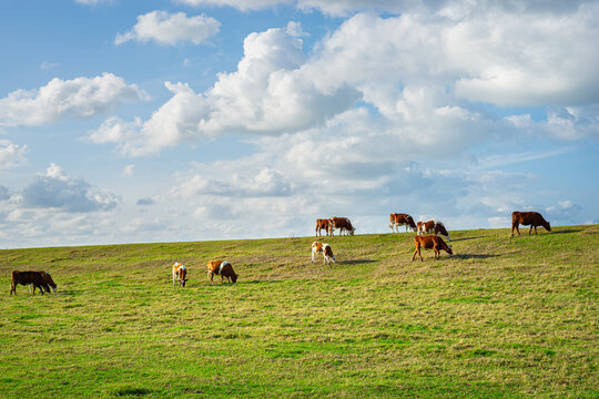 Cows grazing on a dike in Holland under blue sky with puffy cumulus clouds