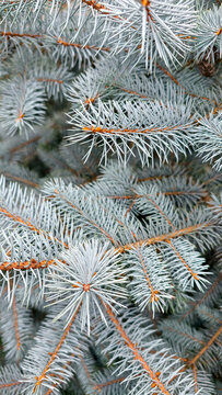 Blue spruce tree branches with silver blue needles providing a fresh, vibrant evergreen texture, symbolizing growth, nature, and the winter holiday season