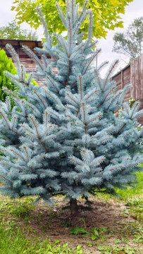 Blue spruce - picea pungens - showcasing dense silver blue needles, growing as an evergreen conifer in a garden landscape, symbolizing growth and nature