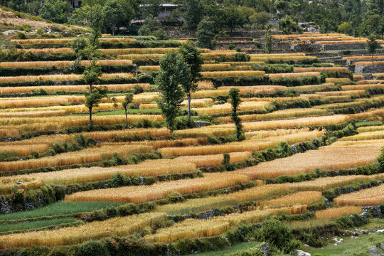 View of terraced wheat fields with stone retaining walls and scattered trees in the mountainous landscape of Lower Dir, Khyber Pakhtunkhwa, Pakistan.