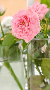 Pink roses blooming in glass vases, reflecting natural light and bringing fresh botanical charm, symbolizing love, celebration, and the simple beauty of nature indoors