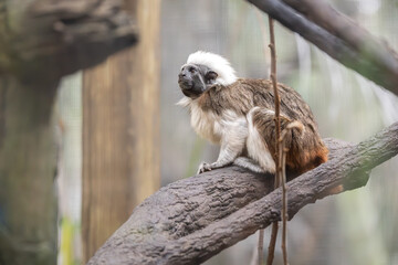 Cotton-top Tamarin on a branch at a zoo in Florida. A new world monkey and one of the smallest primates native to Colombia they are critically endangered. It is illegal to own them as a pet. © Wildspaces