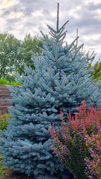 Blue spruce - picea pungens - with blue green needles in a garden, framed by red barberry foliage for vivid contrast, serene outdoor landscape under cloudy sky