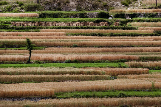 View of terraced wheat fields with golden crops and green patches separated by stone walls in the rural landscape of Lower Dir, Khyber Pakhtunkhwa, Pakistan.