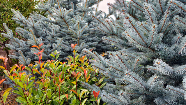 Blue spruce branches with silvery blue needles form a textured backdrop while a foreground shrub displays fresh red and green leaves, emphasizing contrast and seasonal renewal