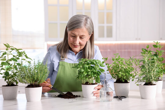 Woman transplanting herb into pot at light marble table in kitchen