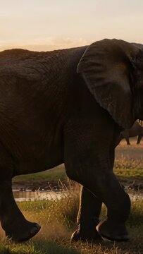 Vertical video: Walking adult elephant passing acacia toward puddle on golden plain, with tusks