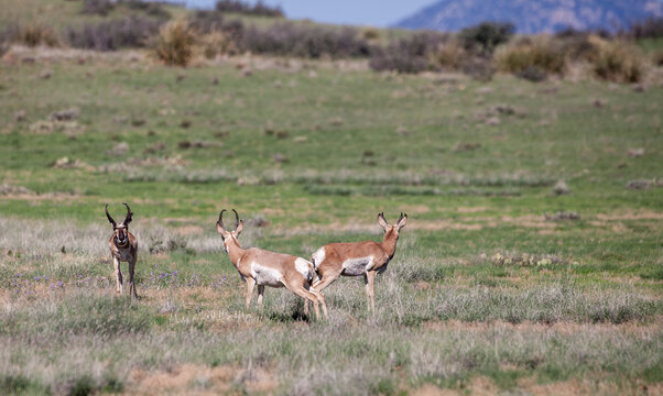 Pronghorn Antelope Buck in Summer in Arizona