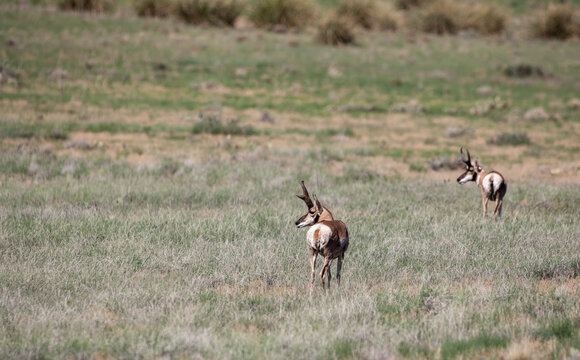 Pronghorn Antelope Buck in Summer in Arizona