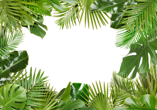Frame of vibrant tropical leaves on white background. Space for text