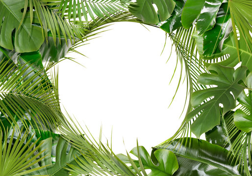 Frame of bright green tropical leaves on white background. Space for text