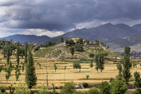 View of terraced wheat fields and a small village on a hill under a dramatic cloudy sky in Lower Dir, Khyber Pakhtunkhwa, Pakistan.
