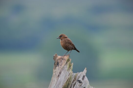 Photograph of a wild female Ant-eating chat bird, also known as a Swartpiek, standing alert on a rustic wooden stump in the mist-belt grasslands of the KwaZulu-Natal Midlands, South Africa.