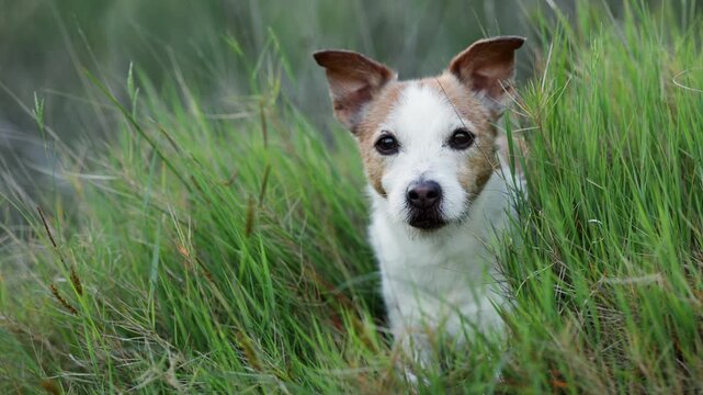 A Jack Russell Terrier dog walks through tall green grass outdoors. Cinematic evening light and soft meadow texture create peaceful adventure footage mood.