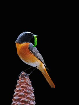 Redstart.