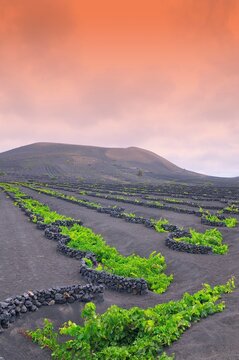 The Geria vineyards, Lanzarote, Spain.