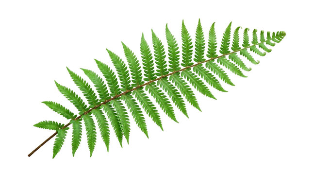 Green fern frond isolated on transparent background