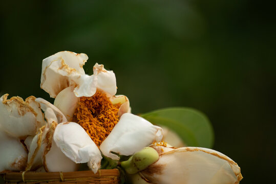 Ironwood, Indian rose chestnut or Mesua ferrea flowers on natural background.