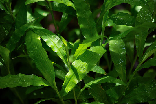 Centotheca lappacea branch green leaves on natural background.