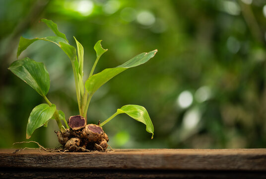 Black galingale or Kaempferia parviflora rhizomes and tree on natural background.