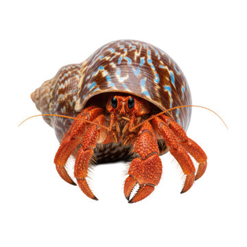 a vibrant orange hermit crab, with massive claws and glossy eyes, actively emerges from a patterned cerulean and umber spiral shell against a transparent macro background. scientific isolation