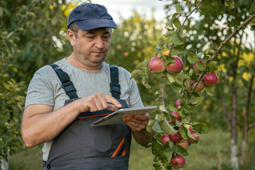A gardener stands in an apple orchard using a tablet to manage his work. He is checking information related to the apples on the trees during daytime © Віталій Б.